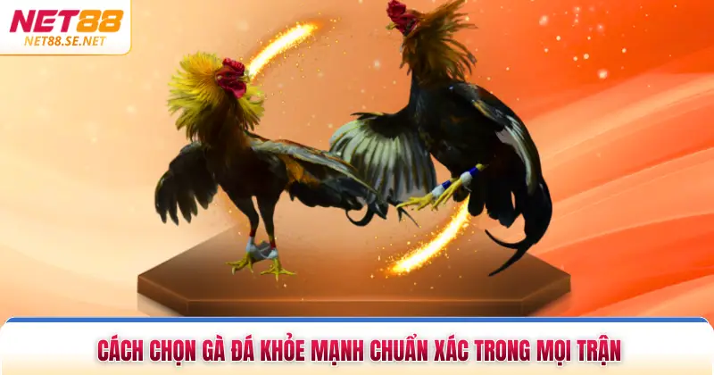 Cách Chọn Gà Đá Khỏe Mạnh Chuẩn Xác Trong Mọi Trận Cách Chọn Gà Đá Khỏe Mạnh Chuẩn Xác Trong Mọi Trận