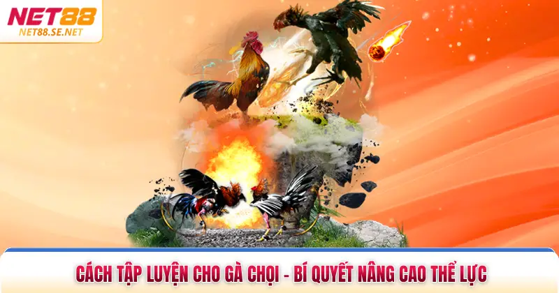 Cách Tập Luyện Cho Gà Chọi - Bí Quyết Nâng Cao Thể Lực Cách Tập Luyện Cho Gà Chọi - Bí Quyết Nâng Cao Thể Lực