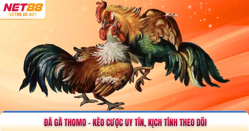 Đá Gà Thomo - Kèo Cược Uy Tín, Kịch Tính Theo Dõi Đá Gà Thomo - Kèo Cược Uy Tín, Kịch Tính Theo Dõi